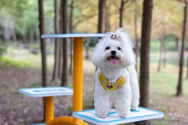 丰云股票 走！这个新地方，专为爱宠一族打造